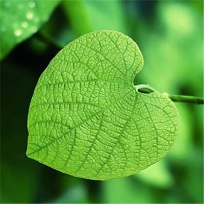 吾之荣耀手机版